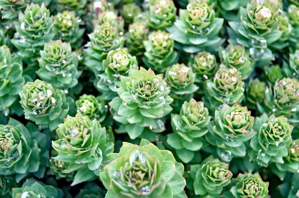 Everything You Wanted To Know About Rhodiola rosea